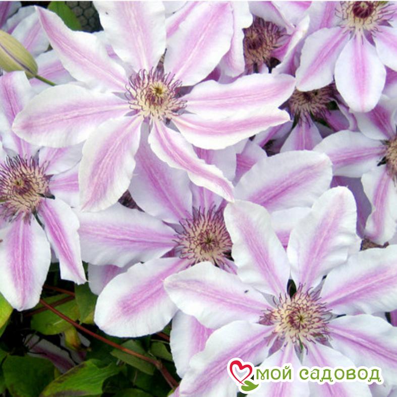 Клематис Дебютант  ЗКС