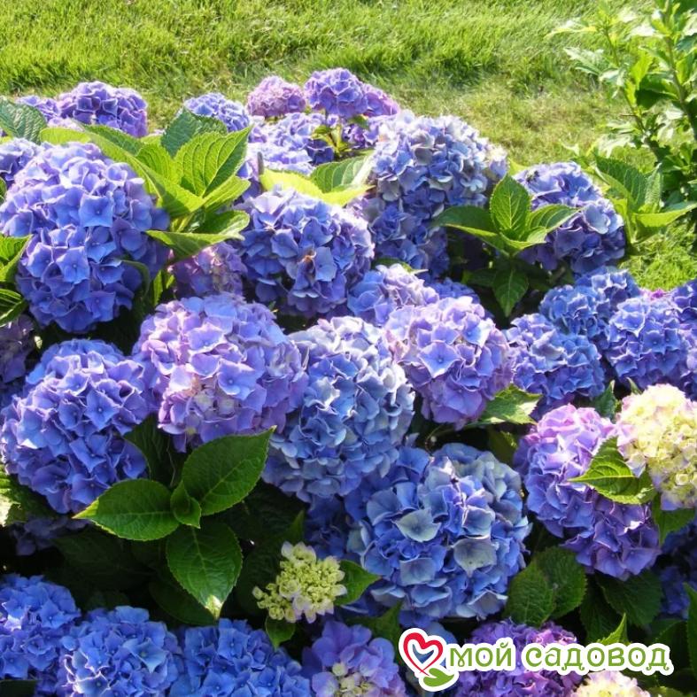 Гортензия крупнолистная Блауэр Цверг  ЗКС