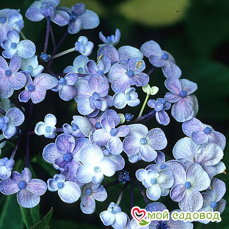 Гортензия крупнолистная Аиша  ЗКС