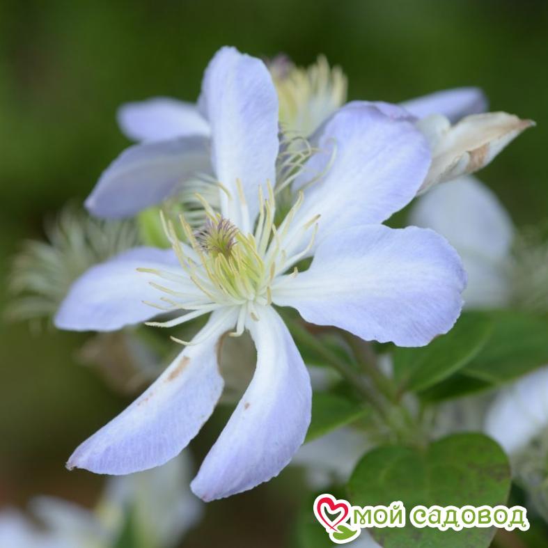 КЛЕМАТИС БЕЙБИ ДОЛЛ  ЗКС
