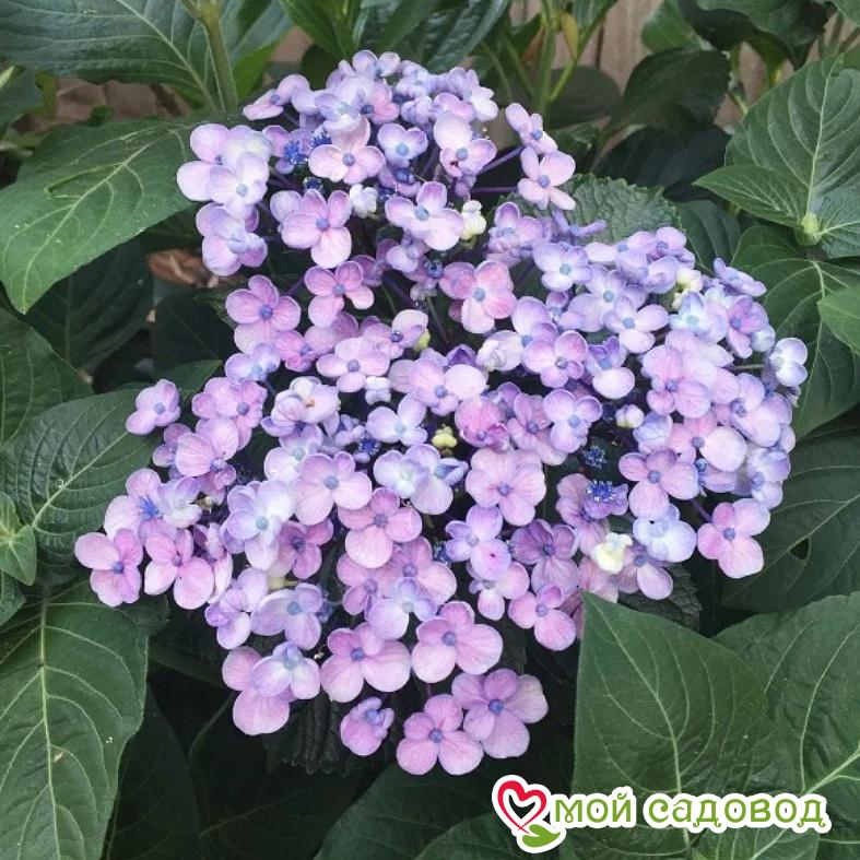 Гортензия крупнолистная Аиша  ЗКС