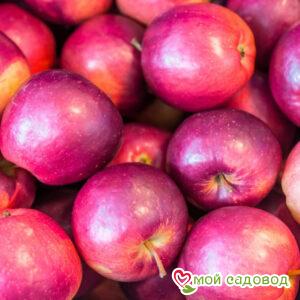 Яблоня Айдаред