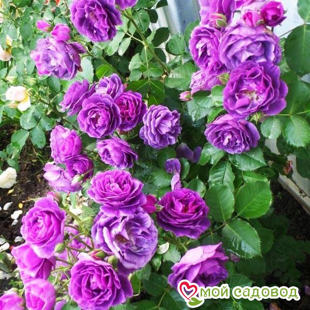 Роза Минерва