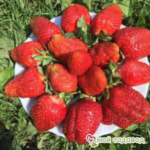 Клубника Адрия