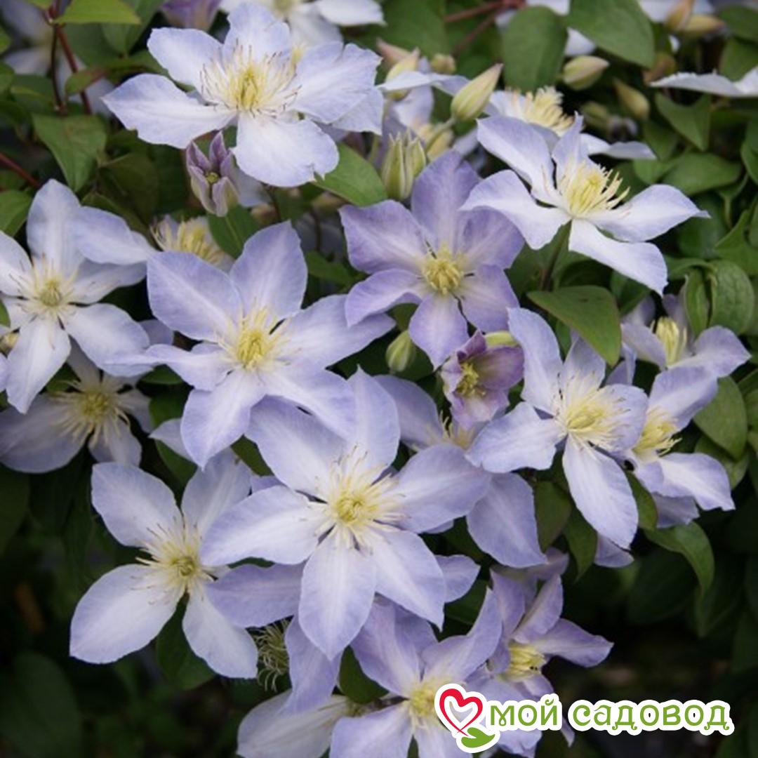 КЛЕМАТИС БЕЙБИ ДОЛЛ  ЗКС