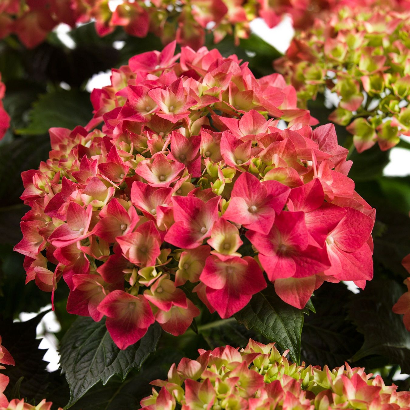 Гортензия крупнолистная Лёйхфейер  ЗКС