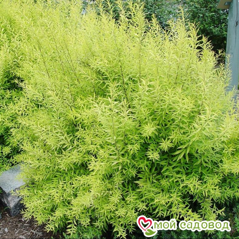 Спирея Тунберга "Oгонь"  (Ogon)