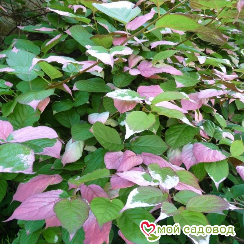 Киви актинидия пестролистная Адам