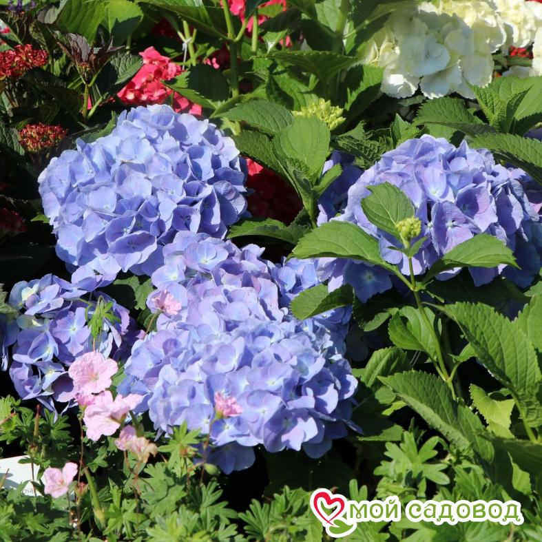 Гортензия крупнолистная Боденси   ЗКС