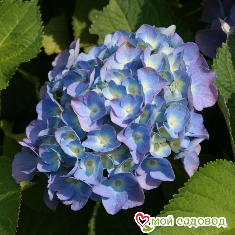 Гортензия крупнолистная Боденси   ЗКС