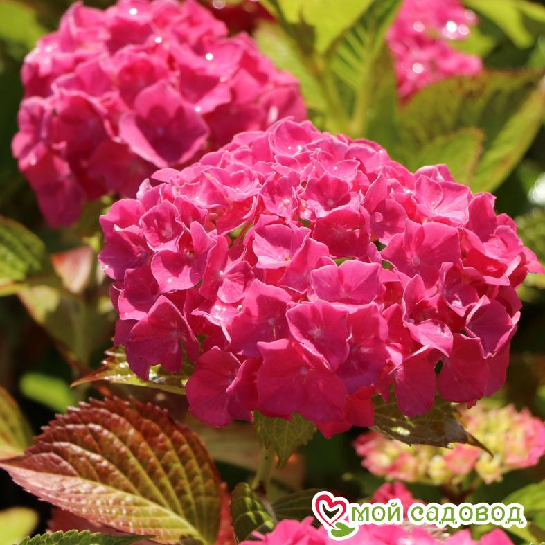 Гортензия крупнолистная Альпенглюхен  ЗКС