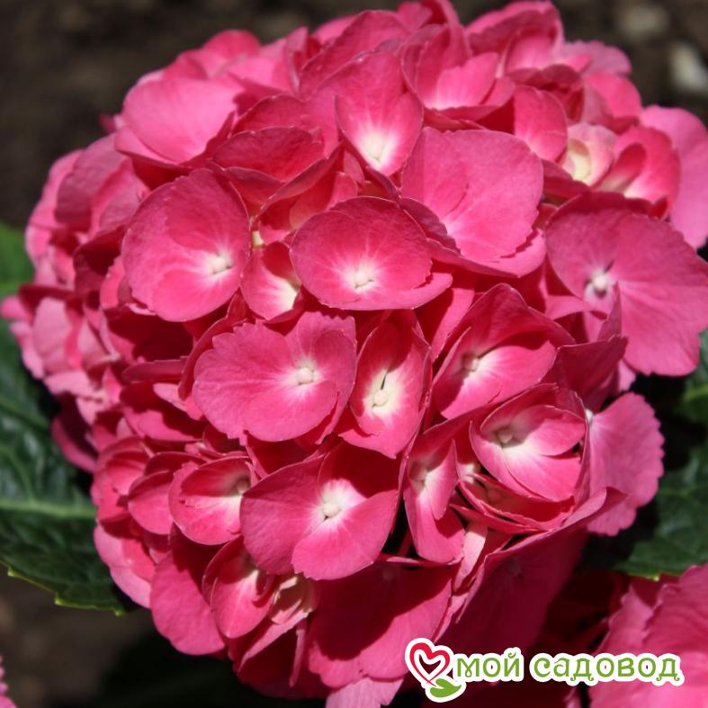Гортензия крупнолистная Альпенглюхен  ЗКС