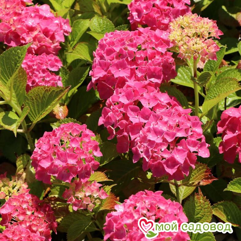 Гортензия крупнолистная Альпенглюхен  ЗКС