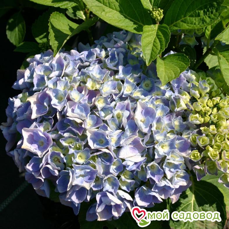 Гортензия крупнолистная Боденси   ЗКС