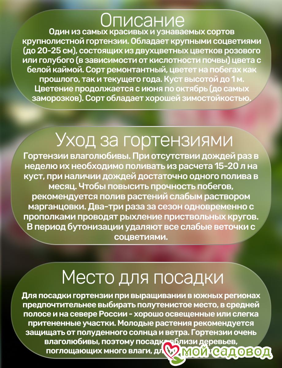 Морозостойкая Гортензия  Пеперминт ЗКС