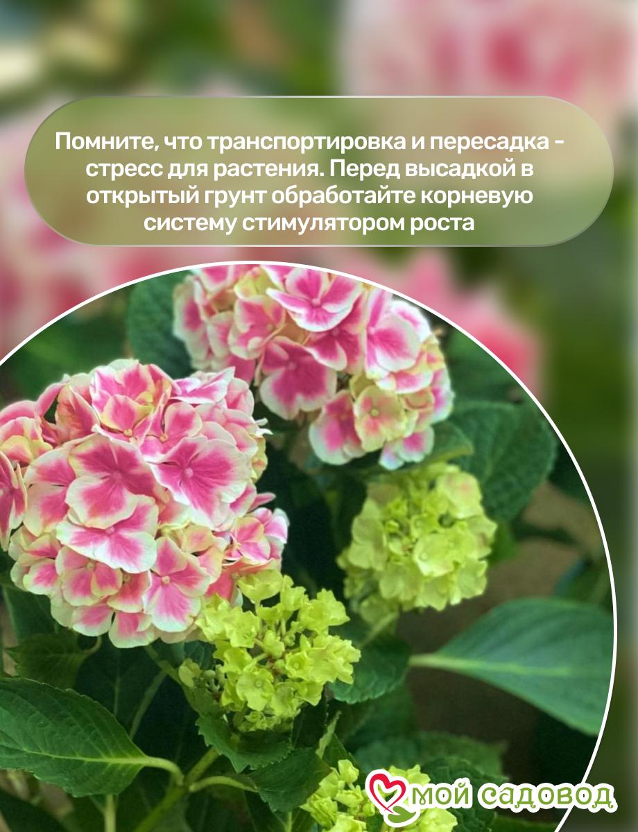 Морозостойкая Гортензия  Пеперминт ЗКС