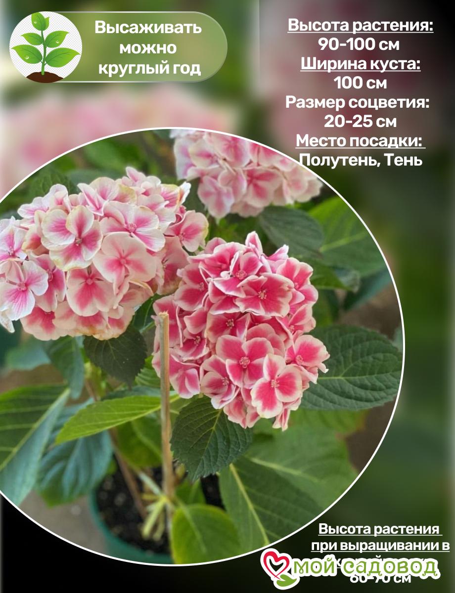 Морозостойкая Гортензия  Пеперминт ЗКС