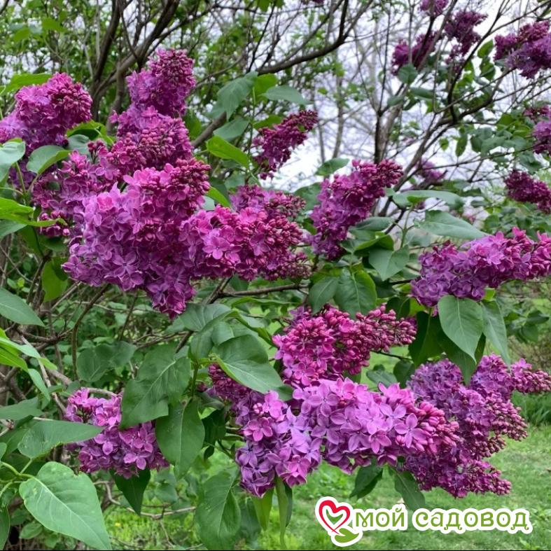 Сирень обыкновенная "Чарльз Джоли"(Charles Joly)