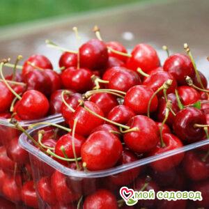 Вишня Максимовская