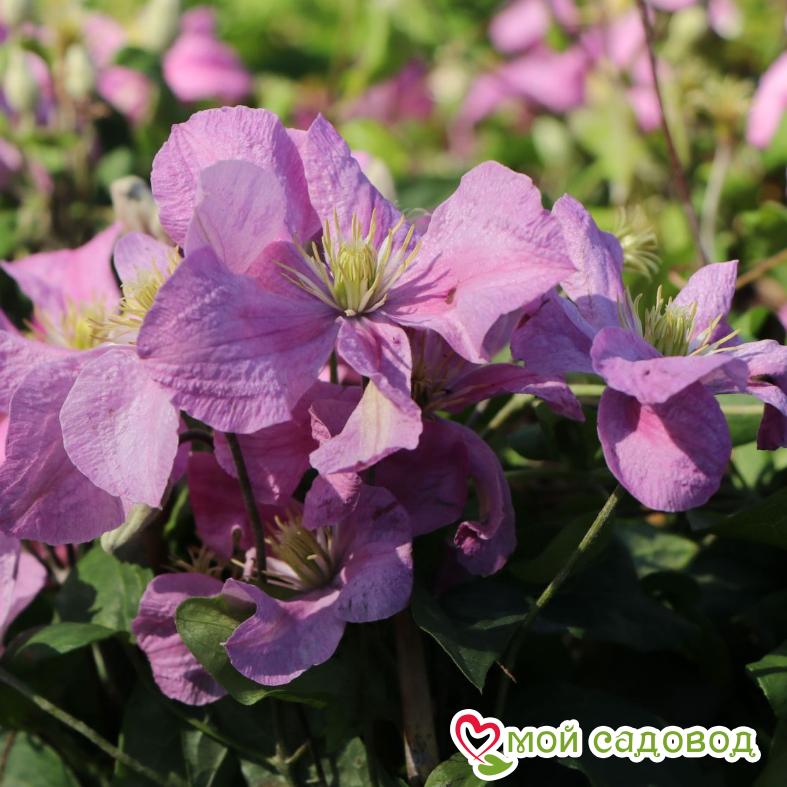 Клематис Комтесс де Бушо  ЗКС