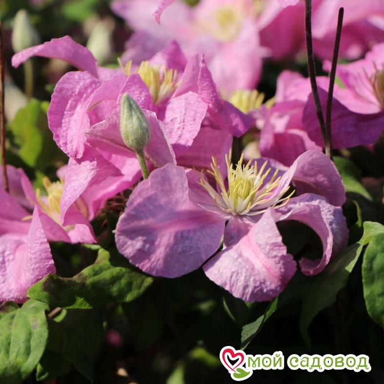 Клематис Комтесс де Бушо  ЗКС