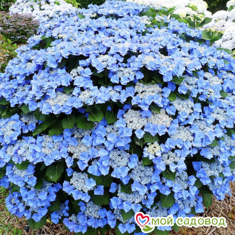 Гортензия крупнолистная Блаумайзе  ЗКС
