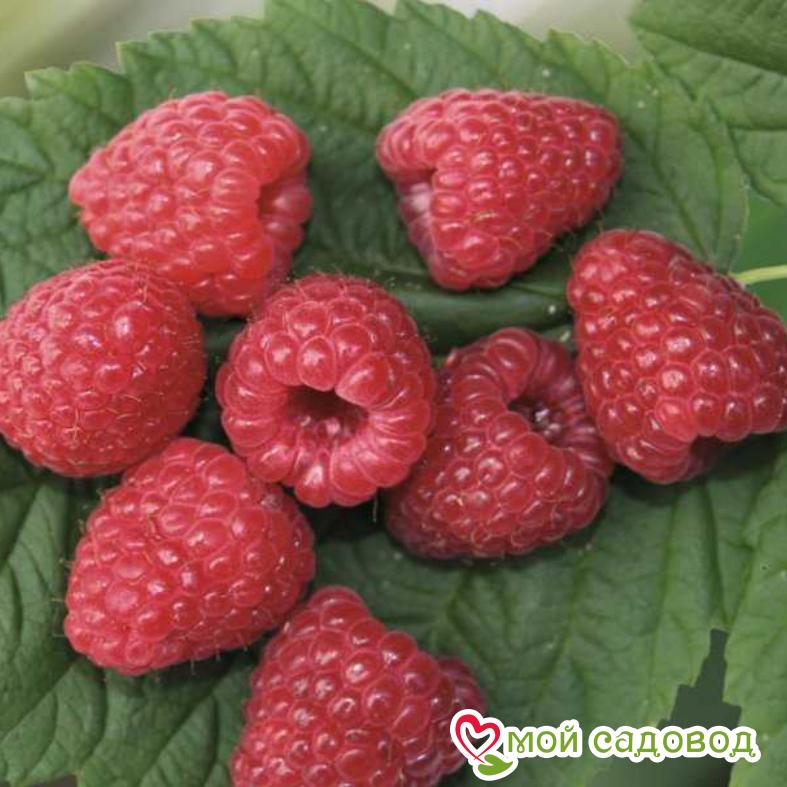 Малина ремонтантная Зюгана