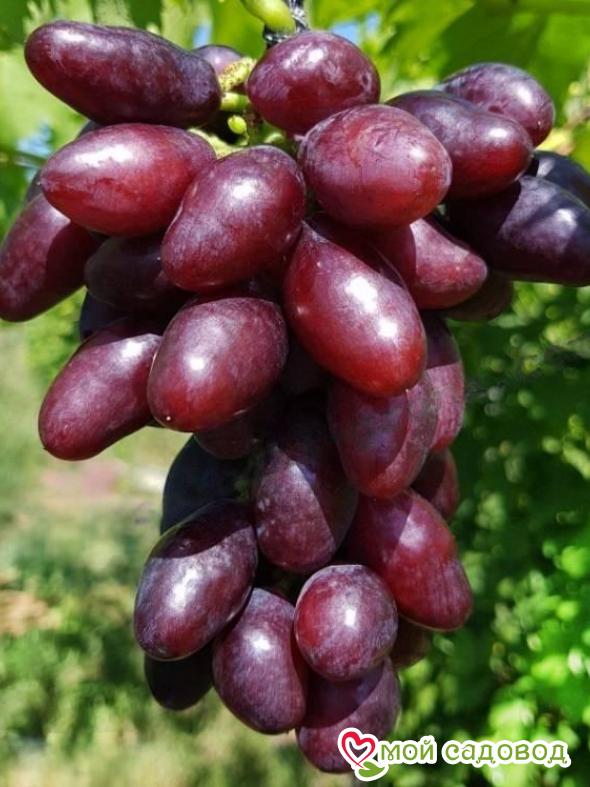 Виноград  Яся