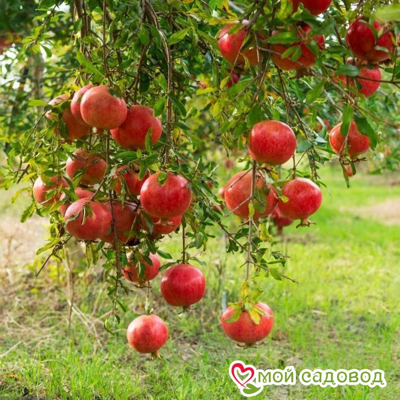 Гранат  Ак Донна (морозостойкий)