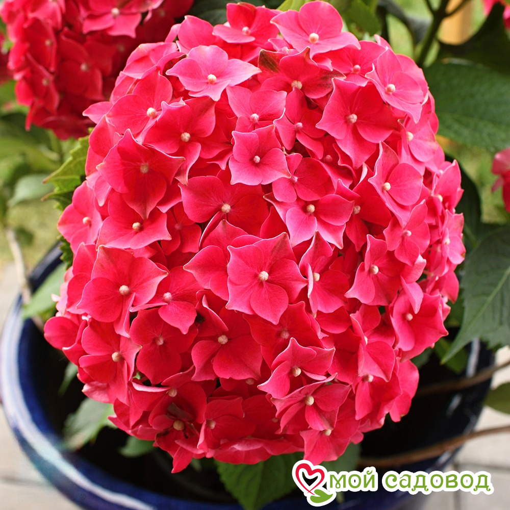 Гортензия крупнолистная Лёйхфейер  ЗКС