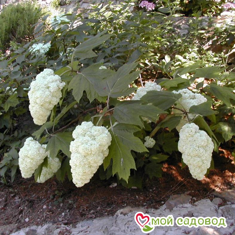 Гортензия дуболистная Гармония  ЗКС