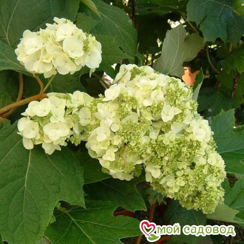 Гортензия дуболистная Гармония  ЗКС