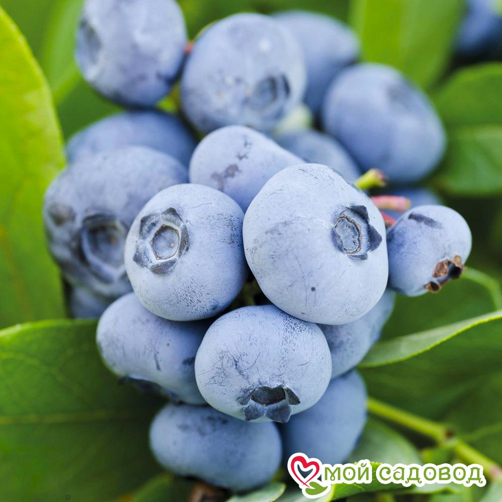 Голубика "Чандлер"   (Двойной Урожай)