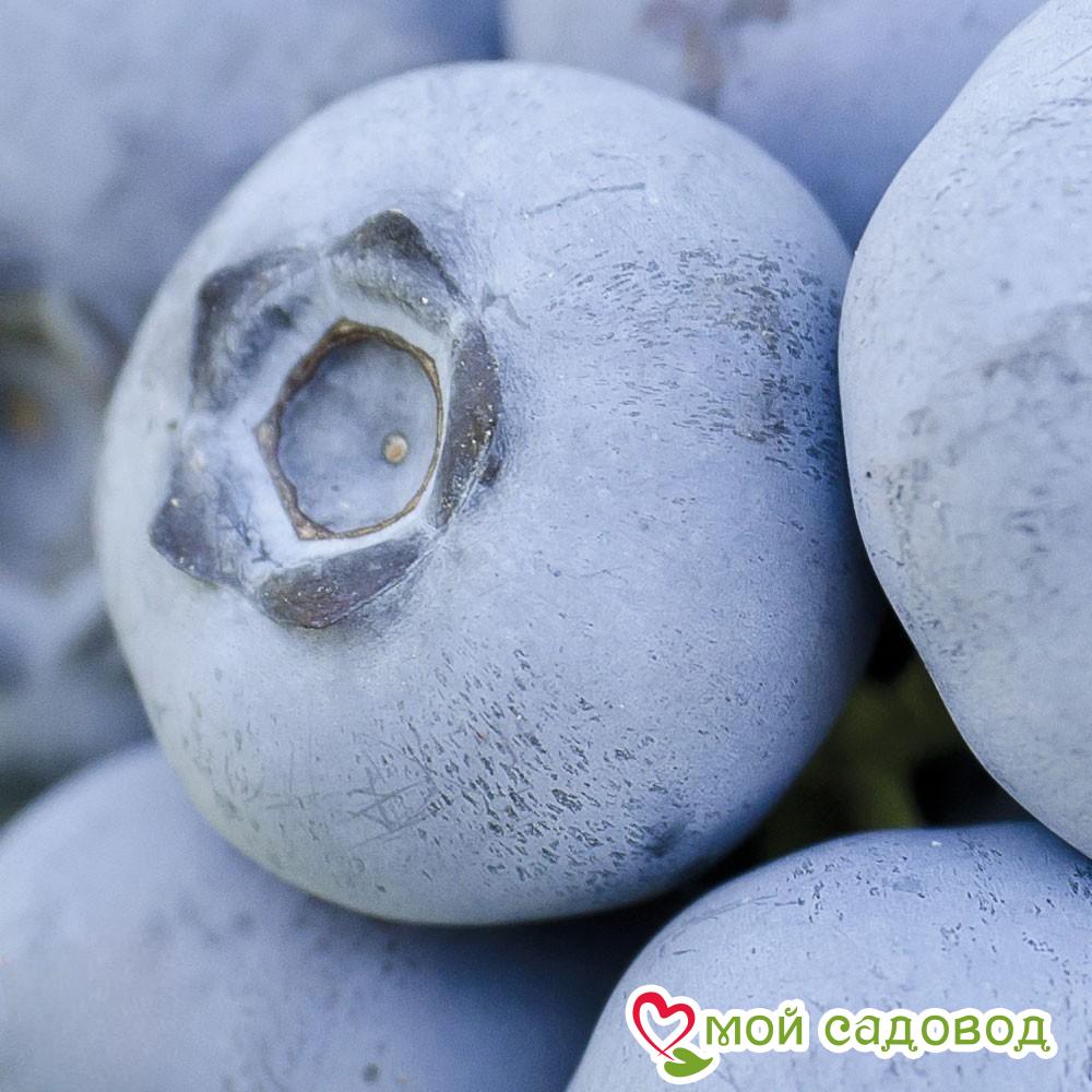 Голубика "Чандлер"   (Двойной Урожай)