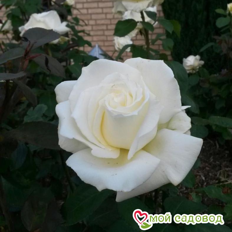 Роза чайно-гибридная  Мемори