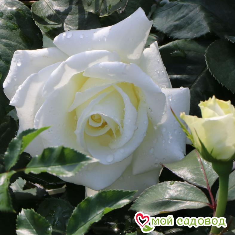 Роза чайно-гибридная  Мемори