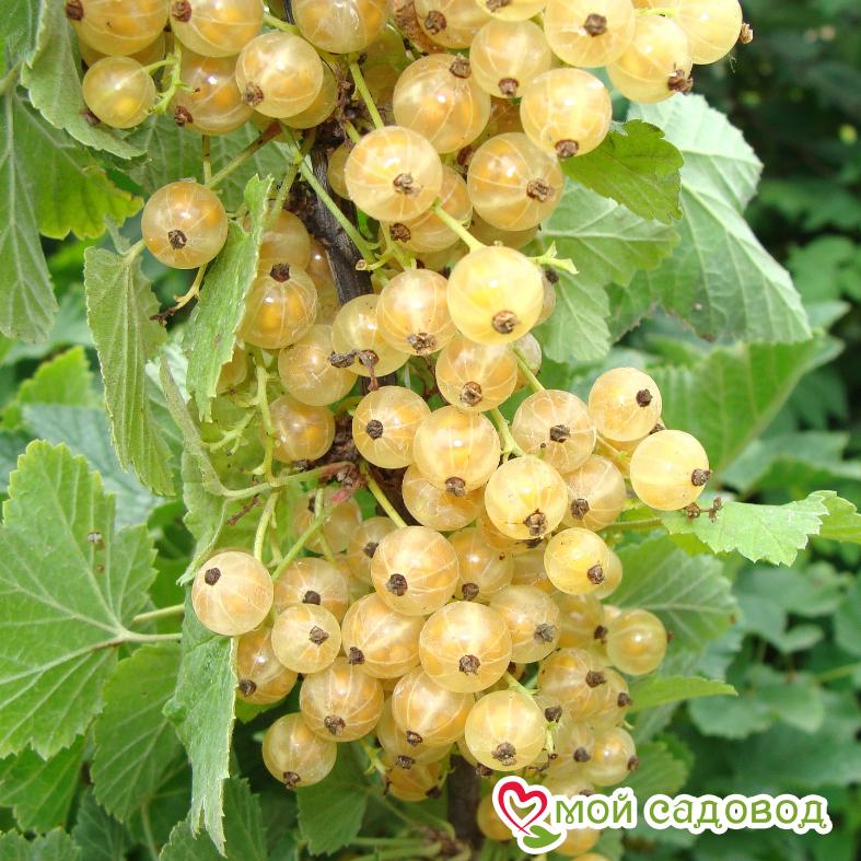 Белая смородина Императорская