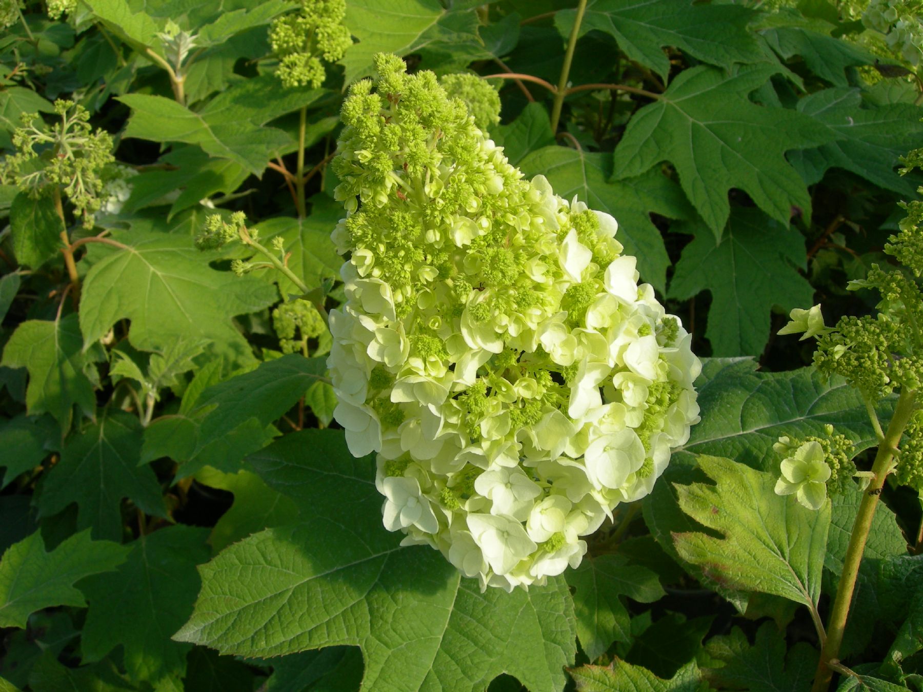 Гортензия дуболистная Сноу Джиант  ЗКС