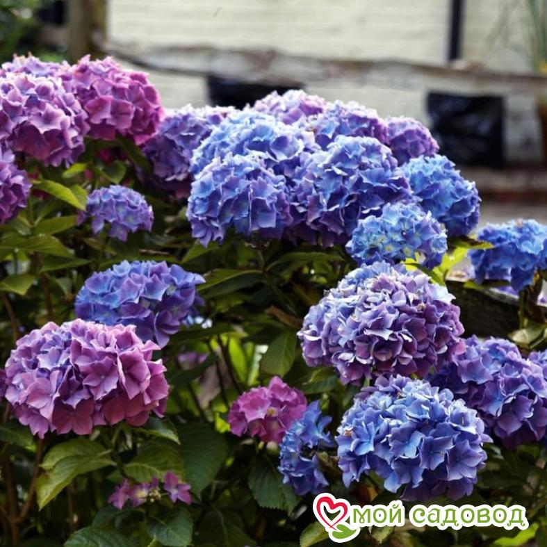 Гортензия крупнолистная Блауэр Цверг  ЗКС