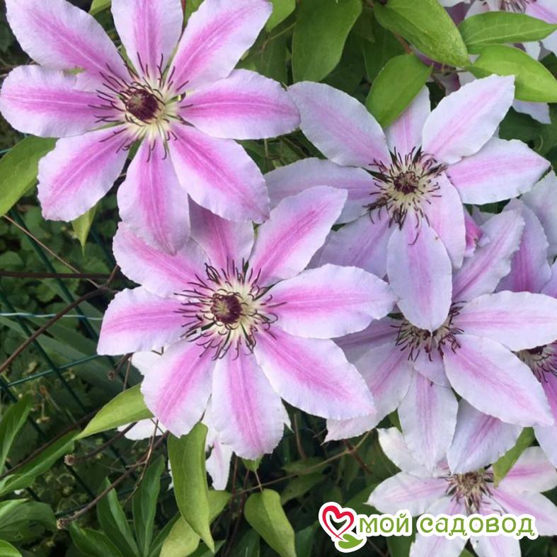 Клематис Дебютант  ЗКС