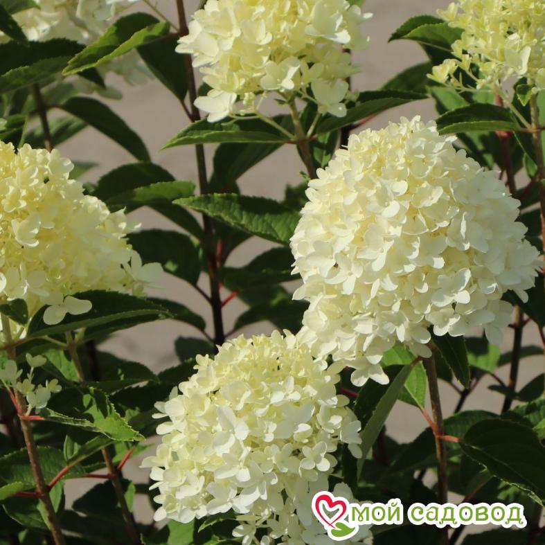 Гортензия метельчатая  Би Хеппи ЗКС