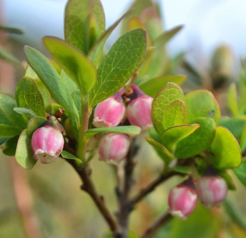Голубика "Чандлер"   (Двойной Урожай)