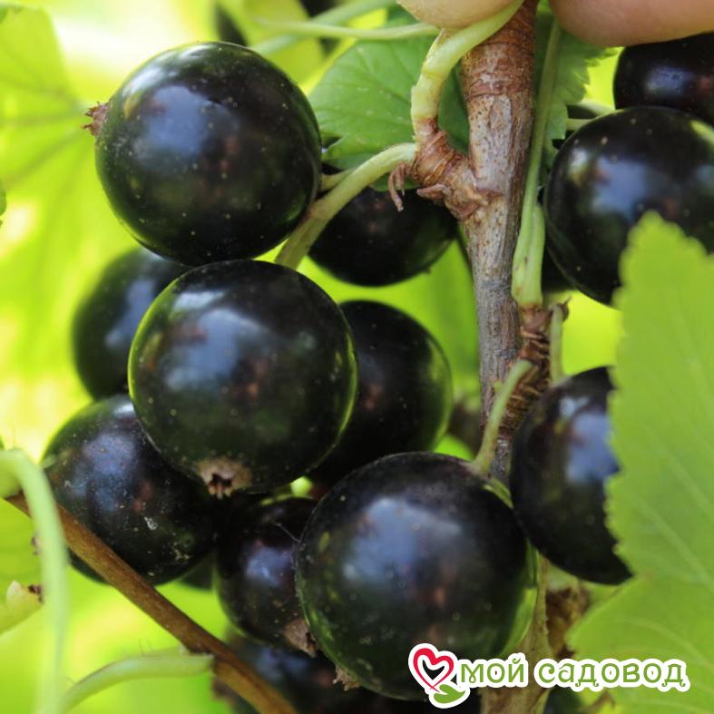 Черная смородина Атлант