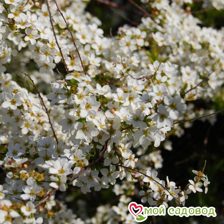 Спирея Тунберга "Oгонь"  (Ogon)