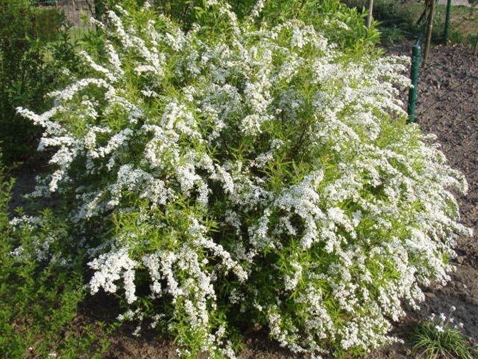 Спирея Тунберга "Oгонь"  (Ogon)