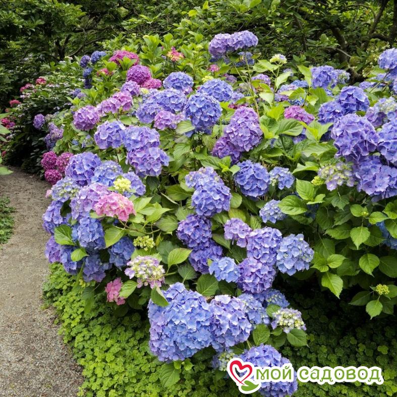 Гортензия крупнолистная Блауэр Цверг  ЗКС