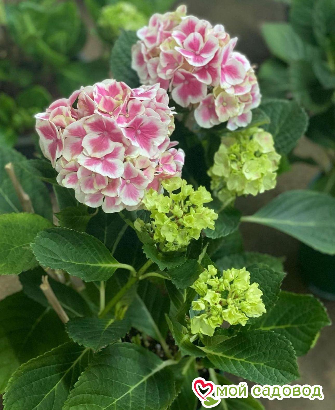 Морозостойкая Гортензия  Пеперминт ЗКС