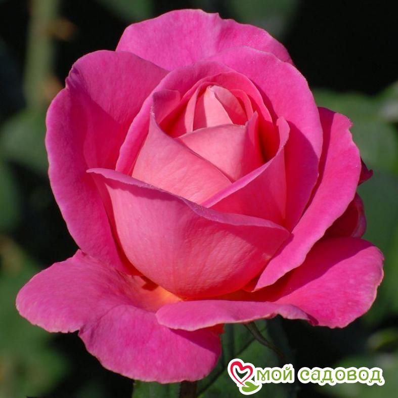 Роза Равель