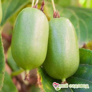 Киви актинидия острая Джамбо