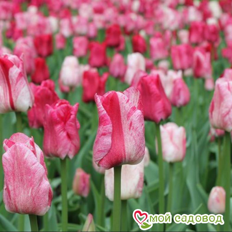 Тюльпан Канок